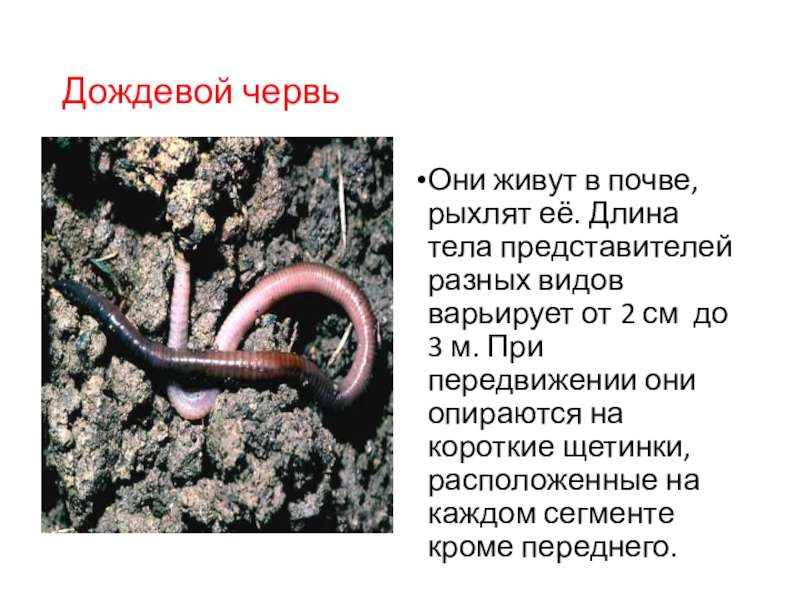 Приспособления червя к почвенной среде. Дождевой червь среда обитания. Адаптации дождевого червя. Сообщение про дождевого червя. Приспособления дождевого червя к жизни в почве.