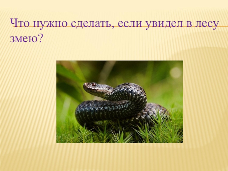 Для чего нужны змеи. Что делать если встретил змею гадюку. Что нужно делать если увидел змею. Ядовитые змеи в лесу слайд. Что делать если встретил гадюку в лесу.