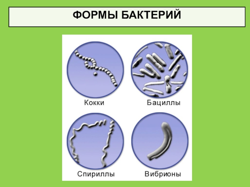 Бактерии изогнутой формы носят название. Формы бактерий. Типы бактерий. Различные формы бактерий. Разные формы бактерий.
