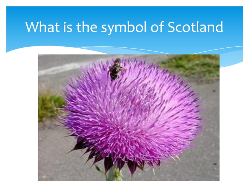 What plant is the symbol of scotland. What is the symbol of Scotland?. What is the symbol of Scotland ответ. What is the symbol of Scotland ответ на вопрос.