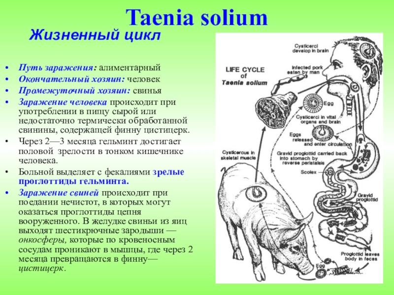Можно ли считать человека промежуточным хозяином аскариды. Карликовый цепень промежуточный хозяин и окончательный хозяин. Карликовый цепень пути заражения. Свиной цепень жизненный цикл Taenia solium. Жизненный цикл свиного цепня биология.