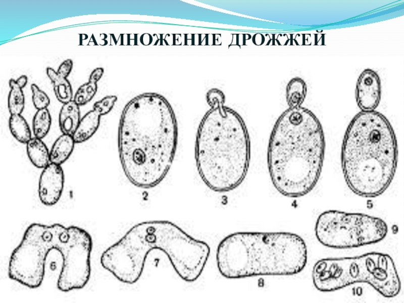 Рассмотрите рисунок с изображением дрожжей какое. Почкование дрожжевых грибов. Дрожжи грибы размножение. Размножение дрожжевой клетки. Строение дрожжевой клетки.