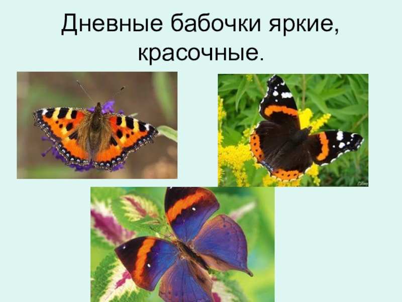 Бабочки Фото 1 Класс