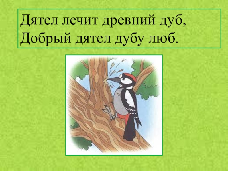 Дятел лечит древний дуб добрый дятел дубу люб. Дятел долбит древний дуб. Добрый дятел. Дятел лечит древний дуб.