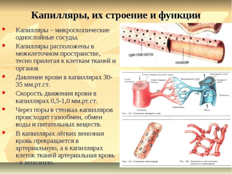 Презентация по биологии 8 класс транспортные системы организма