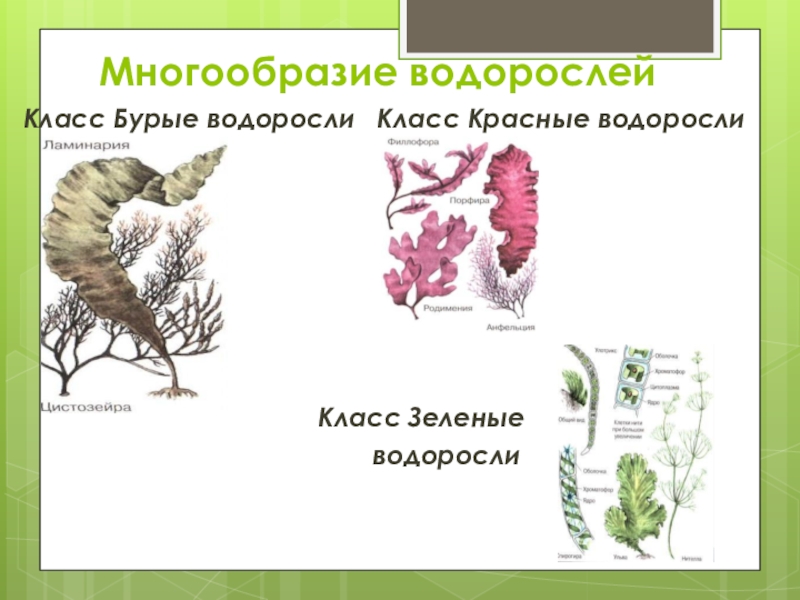 5 класс презентация по биологии водоросли