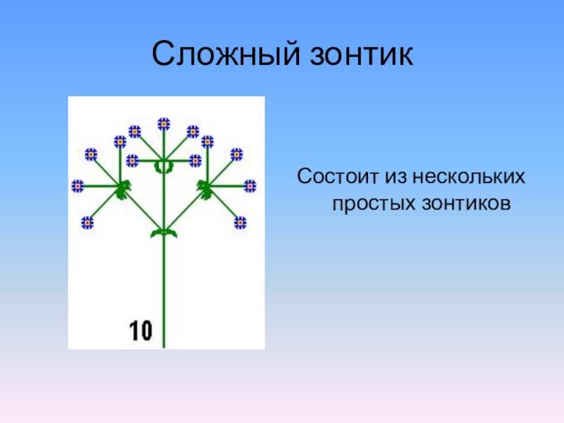 Схема соцветия простой зонтик