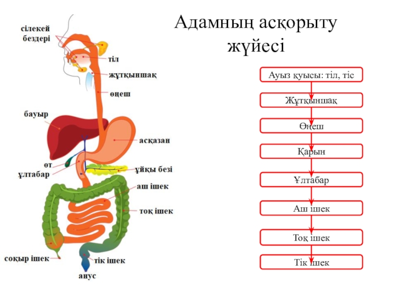 Сиырдың асқорыту жүйесі фото