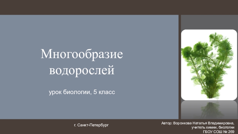 Многообразие водорослей 5 класс презентация