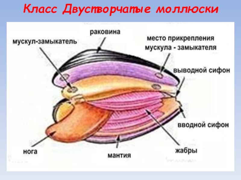 Состав мидии схема