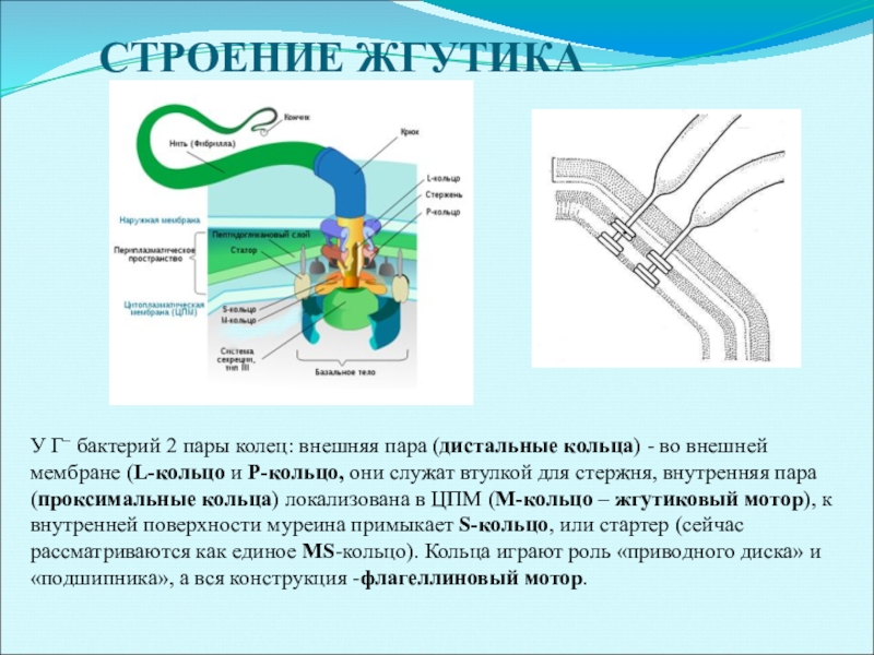 Состав жгутиков бактерий. Строение жгутика бактериальной клетки. Структура жгутика бактерий. Строение жгутика микробиология. Структура жгутиков бактерий.