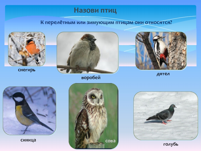 К домашним птицам относятся. Сова зимующая птица или Перелетная. Филин зимующая птица или Перелетная. Сова Перелетная или зимующая. Зимующая птица или Перелетная.