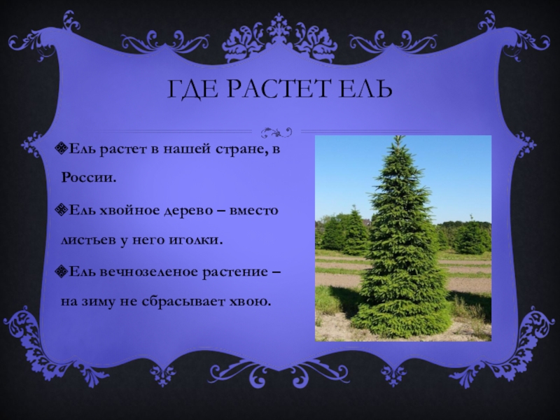 Росла ель. Ель растет. Где растут ели. Где произрастает ель. Доклад про ель 3 класс окружающий мир.