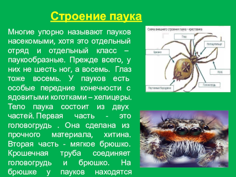 Проект по теме пауки