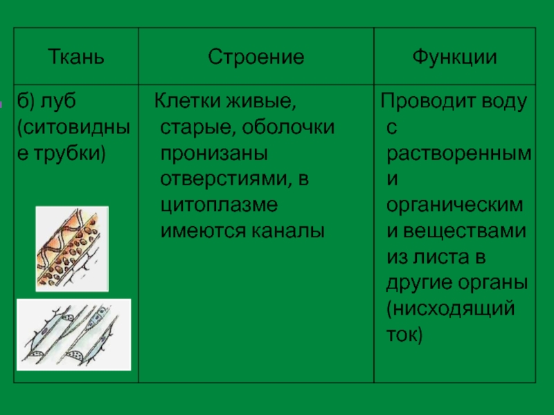 Функция древесины. Луб ткань строение и функции. Луб строение и функции. Древесина и Луб строение и функции. Луб ткань строение.