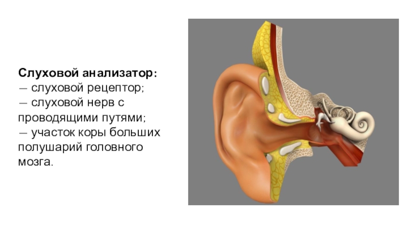 Презентация на тему слуховой анализатор