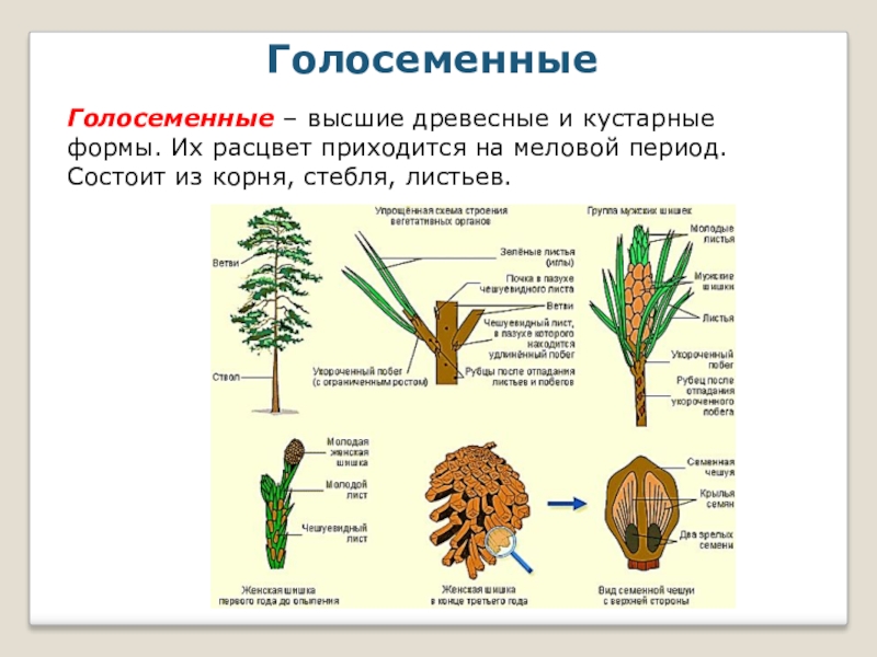 Покрытосеменные имеют корень. Генеративные органы голосеменных растений. Строение листьев голосеменных. Отделы стебля голосеменных. Строение голосемянного растения.