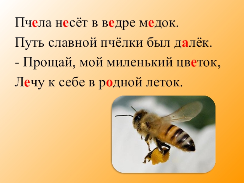 Где цветок там и медок. Пчелы правило написания. И пчела на красный цветок летит поговорка. Пчела синоним. Пчела +и + корень.