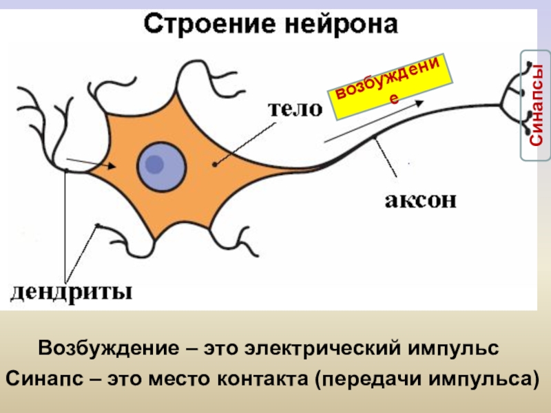 Рисунок рефлекторной дуги с подписями биология 8 класс