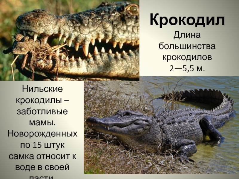 КрокодилДлина большинства крокодилов  2—5,5 м.Нильские крокодилы – заботливые мамы. Новорожденных по 15 штук самка относит к воде
