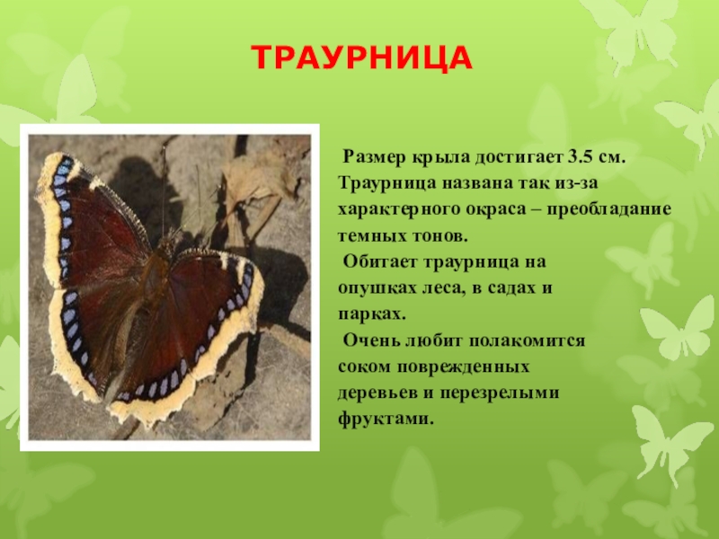 Бабочка траурница рисунок