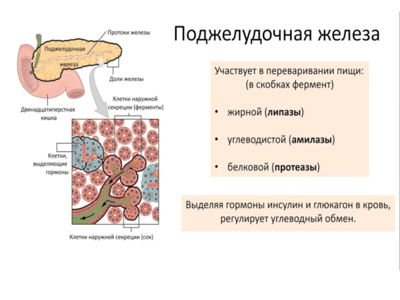 Поджелудочная железа гормоны поджелудочной железы. Ферменты поджелудочной железы биология 8 класс. Функции поджелудочной железы в процессе пищеварения. В поджелудочной железе выделяют. Поджелудочная железа регулируется.