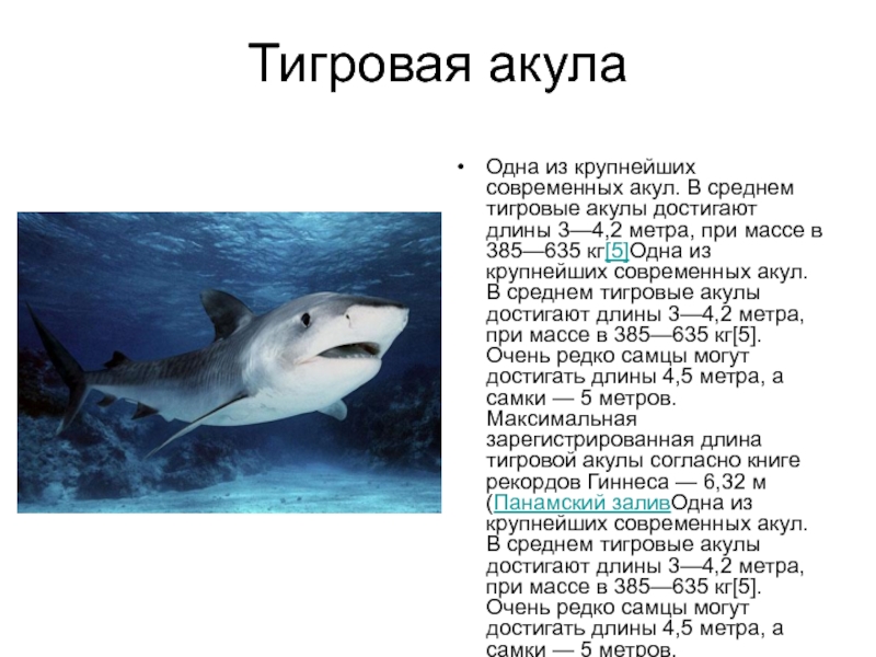 Акула презентация 3 класс. Проект на тему акулы. Сообщение об акулах и скатах. Интересные факты об акулах и скатах. Текст про акулу.