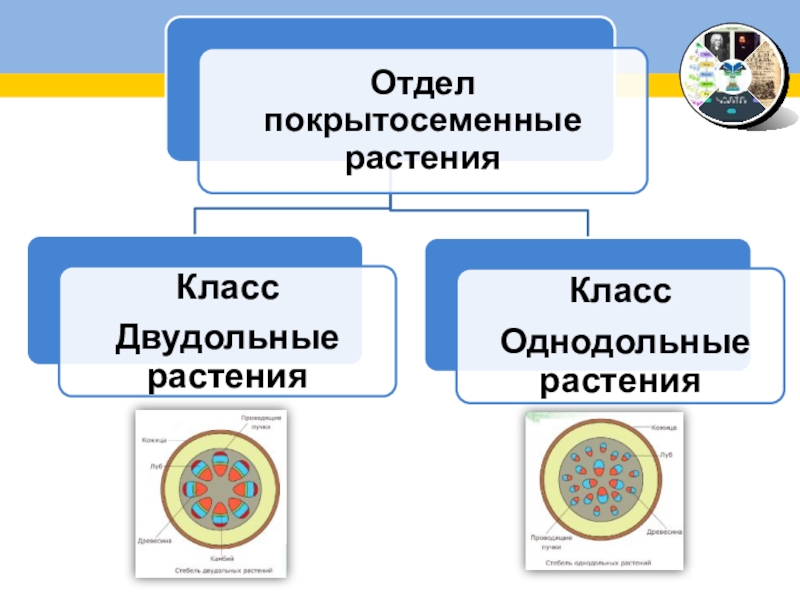 Обобщающий урок 6 класс биология презентация