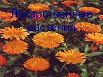Презентация:Лекарственные растениядля ст. и подг. гр.