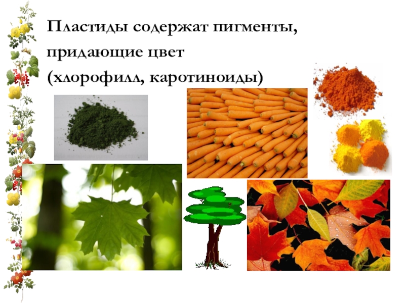 Пигменты пластид. Каротиноиды цвет пигмента. Пигменты каротиноиды содержатся в. Хлоропласты содержат хлорофилл и каротиноиды,. Каротиноиды в хромопластах.