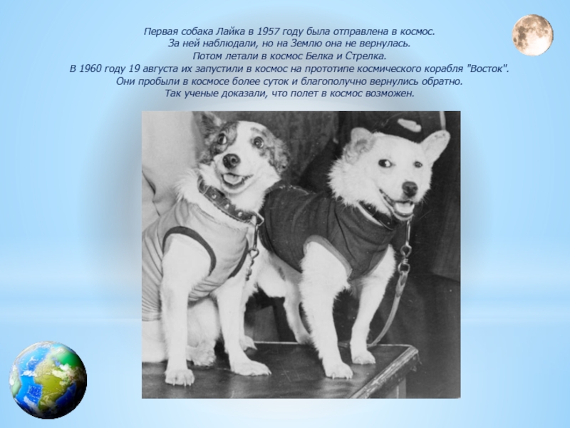 Почему в космос отправляли собак. Собака лайка 1957. Первая собака лайка в 1957 году была отправлена в космос. 1957 Лайка в космосе. Лайка в космосе для детей.