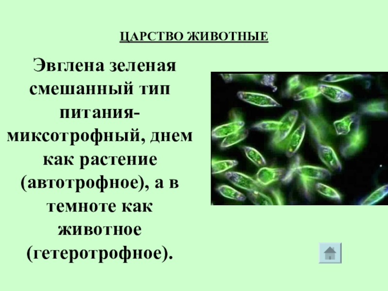 Питание эвглены зеленой. Эвглена зеленая Тип питания. Миксотрофное питание эвглены зеленой. Миксотрофный Тип питания у эвглены зеленой.