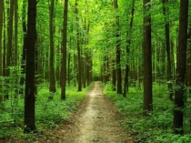 Презентация по биологии на тему Бесполое размножение