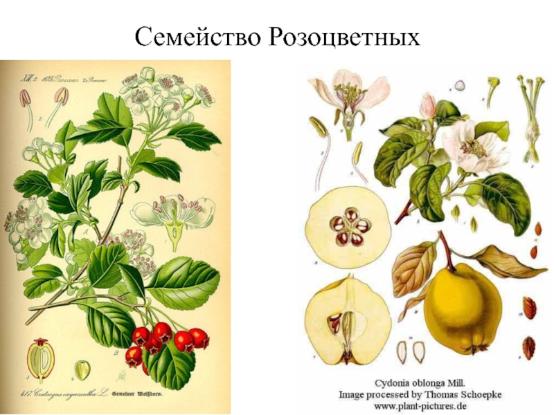 Представители розоцветных. Семейство Розоцветные семейство. Розоцветные семейство Розоцветные. Представители семейства розоцветных. Плодовые растения из семейства розоцветных.