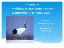 Исследовательская работа Журавли - их образ и значение в жизни современного человека