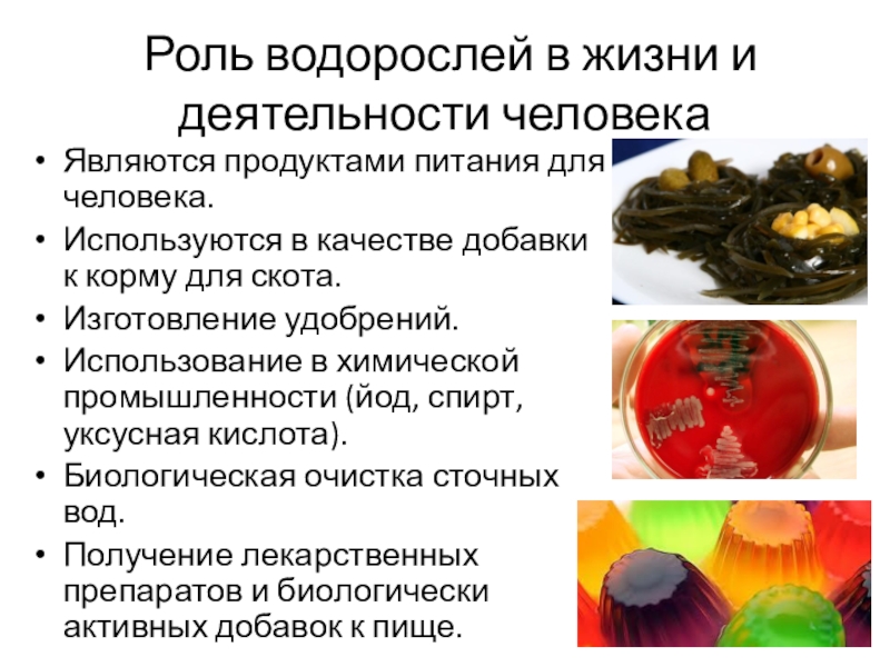 Схема значения водорослей