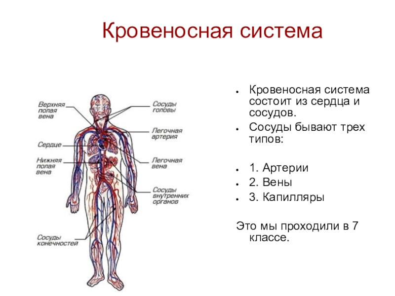 Частью каких систем является человек. Схема строения кровеносной системы человека биология 8 класс. Строение кровеносной системы человека 8 класс биология. Кровеносная система человека анатомия 8 класс. Строение кровяной системы человека.