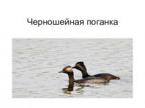 Презентация  Птицы Чувашии