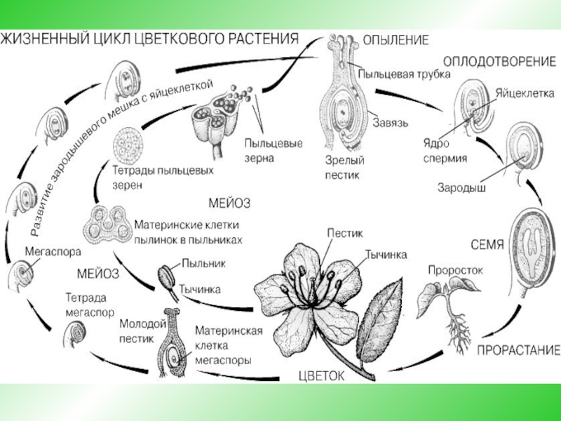 Покрытосеменные диплоидные. Жизненный цикл растений чередование поколений. Чередование поколений покрытосеменных растений схема. Жизненный цикл чередования поколений у покрытосеменных. Схема жизненного цикла высших растений.