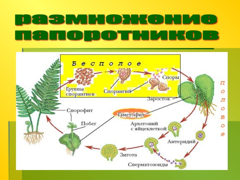 Половое размножение папоротников