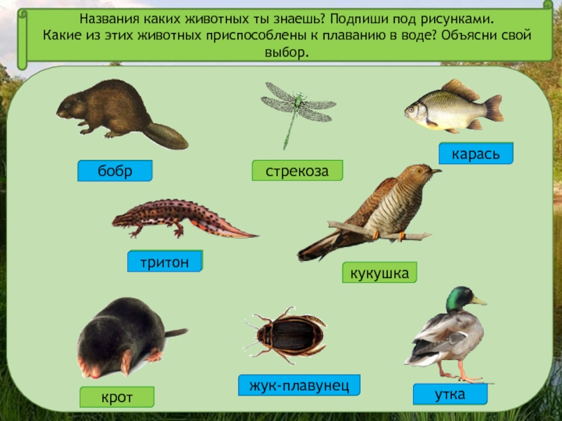 Птицы жители водоема презентация 2 класс