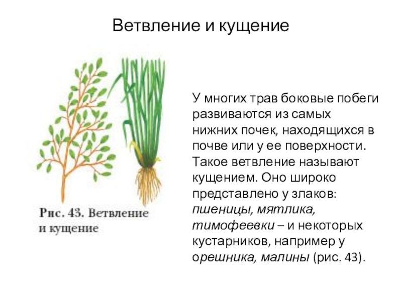 Биология 6 класс развитие побега из почки. Кущение злаков. Кущение побега. Ветвление и кущение побегов. Ветвление злаков кущением.