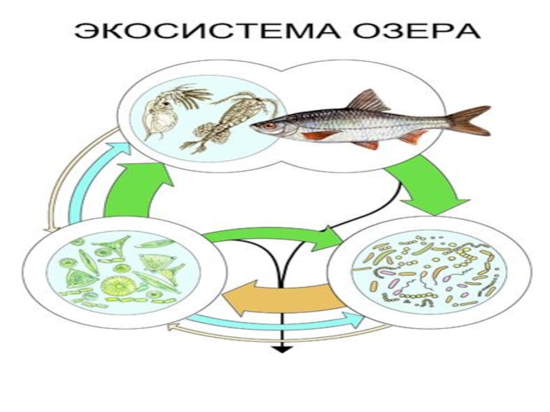 Цепь питания 3 класс схема окружающий мир 3 класс