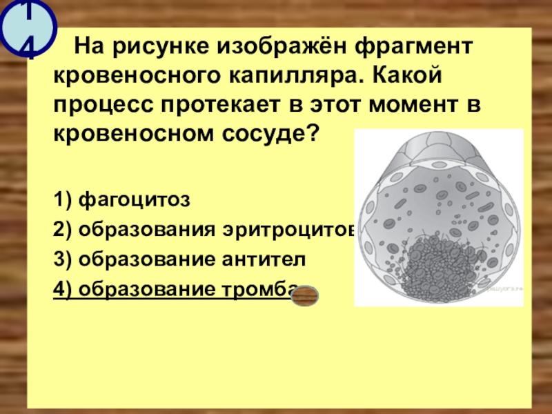 На рисунке изображен фрагмент кровеносного капилляра какой процесс протекает в кровеносном сосуде