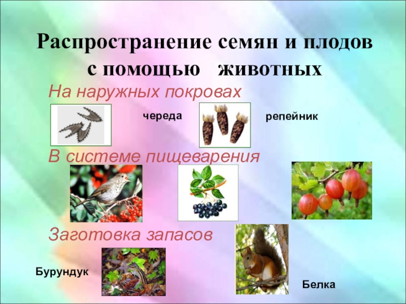 Как животные помогают растениям размножаться 3 класс. Распространение семян с помощью животных. Распространение плодов и семян животными. Распространение плодов и семян с помощью животных. Распространяют плоды и семена растений.