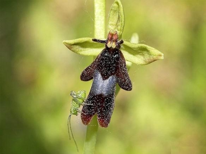 Цветок обмана. Офрис мухоносная. Орхидея Мимикрия. Орхидея Муха. Орхидея-пчела Мимикрия.