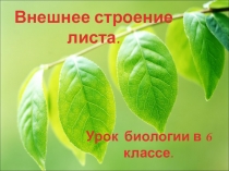 Презентация по биологии на тему: Внешнее строение листа (6 класс)