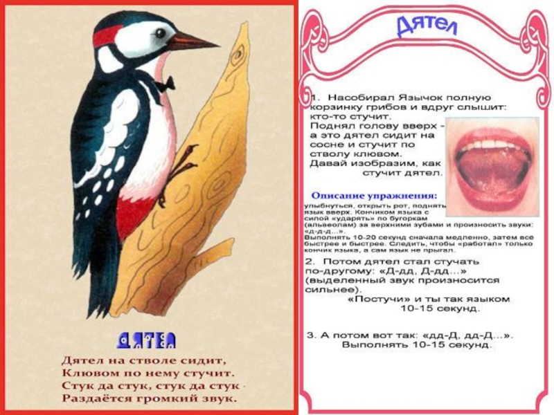 Дятел овд инфо. Описание упражнения дятел. Дятел логопедическое упражнение. Упражнение дятел для звука р. Артикуляционная гимнастика дятел.