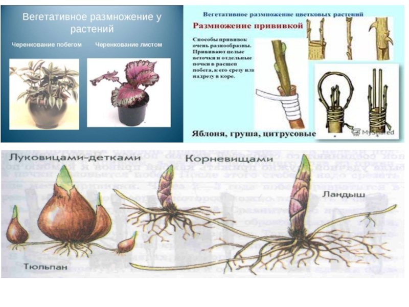 Презентация на тему размножение. Изюминка на тему черенкования. Бумажный по теме размножение. Проект по теме размножение ведение. На биологии показали практику размножения.