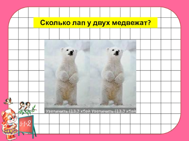 сколько лап у 2 медвежат. пальцы на задних лапах у кошек. паук 8 ног. сколько ног у медвежат. сколько ног у паука.